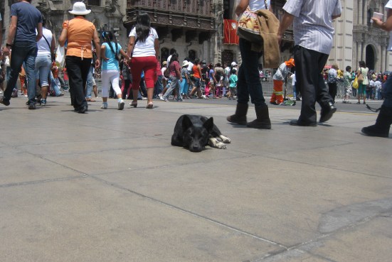 Perrito de Plaza de Armas