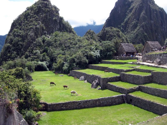 Llama grazing flats at Machu Picchu. (Hi, llamas!)