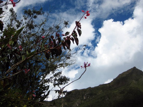 Orchid above. Begonia below. 