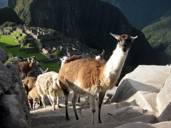 A bewildered llama leader questions my motives.