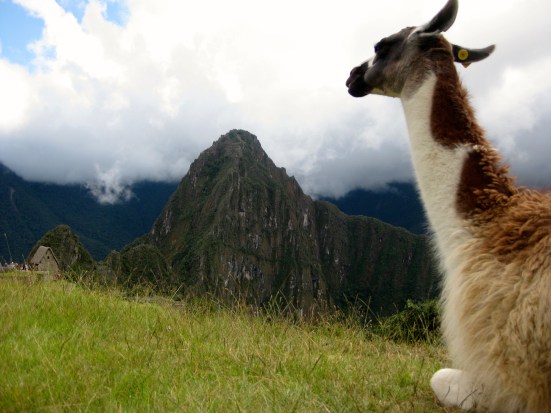The raving llama is soothed by the sight of Wayna Picchu in the distance.