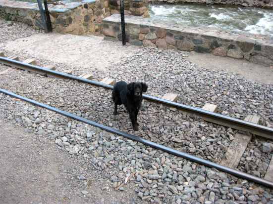 Hi, Mr. Black Dog. Don't stay on those tracks too long.