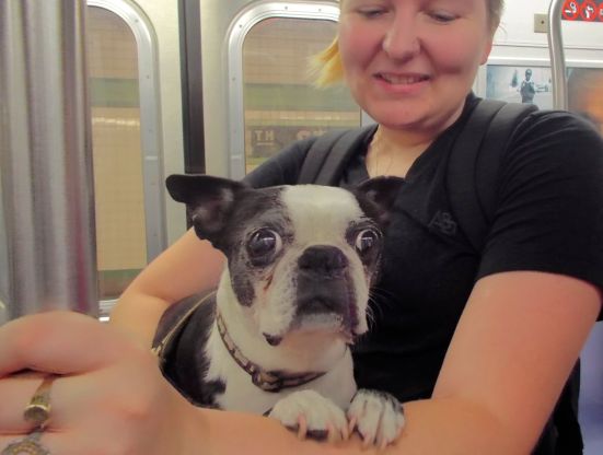 Boston terrier on the F train.